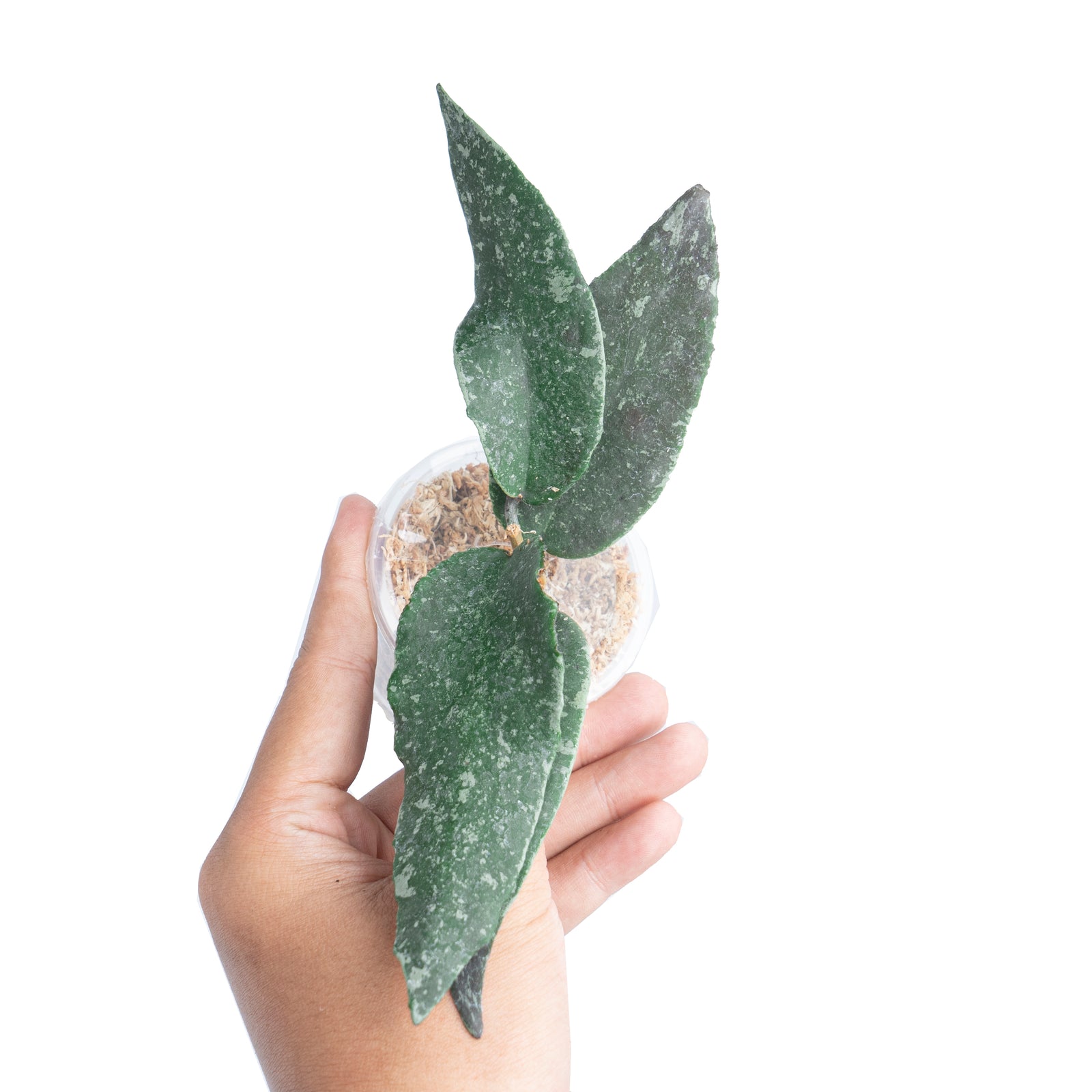 Hoya flagellata small Leaf （専用） Hoya flagellata small Leaf （専用） Hoya Flagellata silver