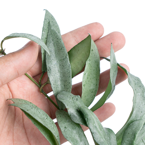 Hoya Lacunosa Silver Silvana