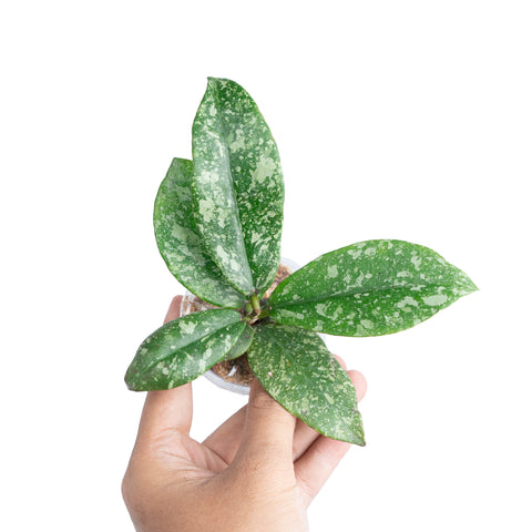 Hoya Slm01 Buntokensis High Splash - Thumbnail 2