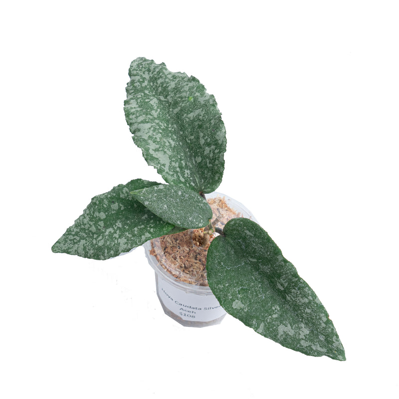 Hoya Caudata Silver