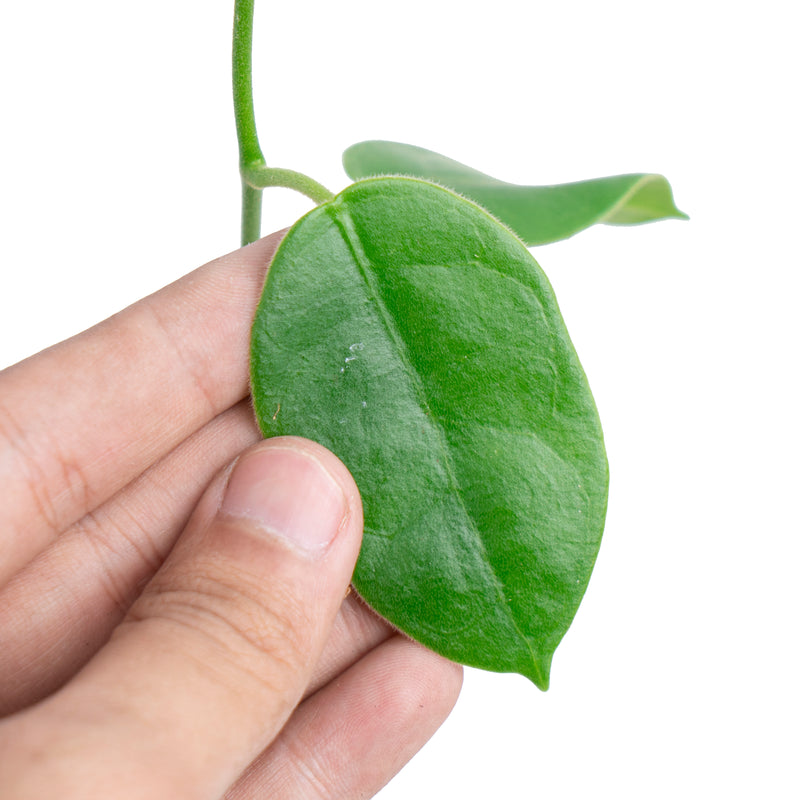 Hoya Eriostema