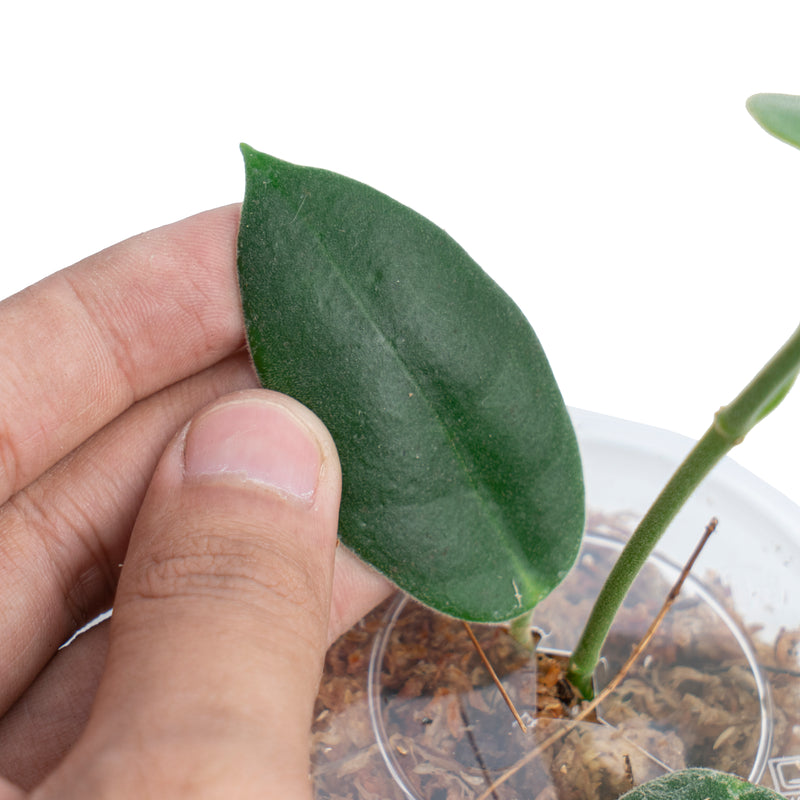 Hoya Eriostema