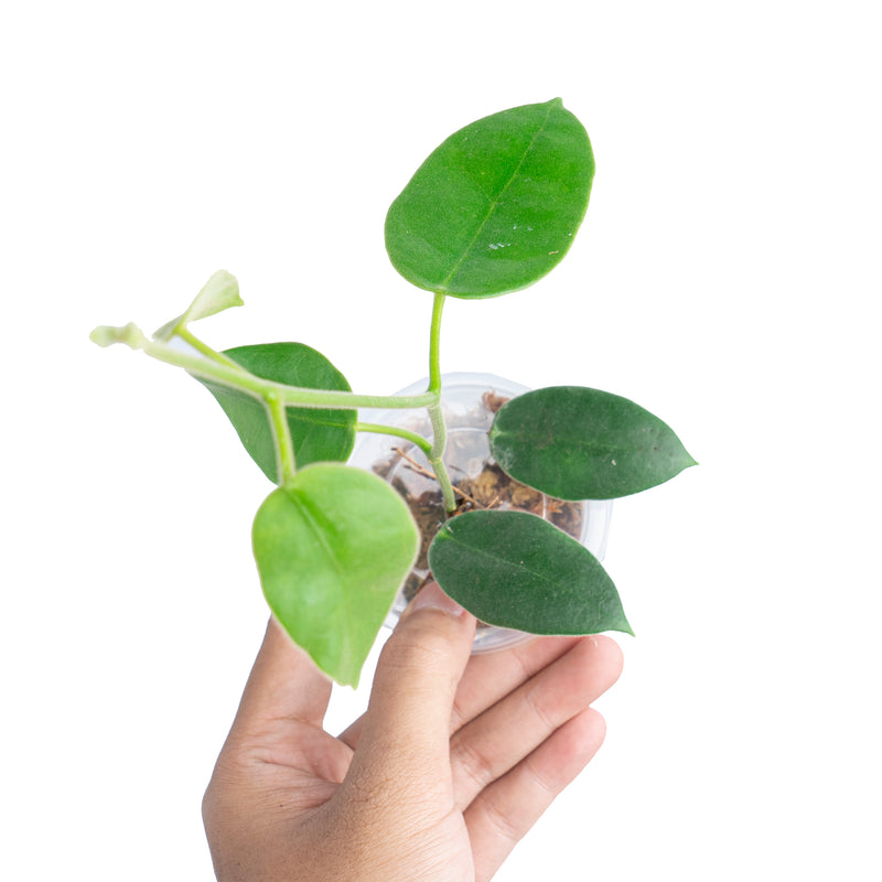 Hoya Eriostema