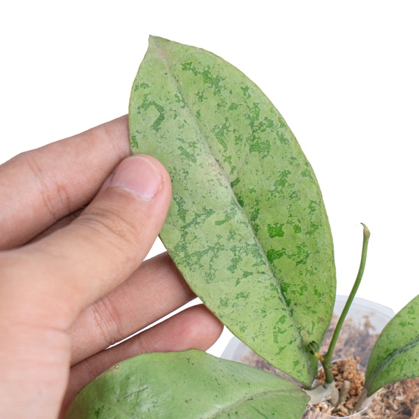 Hoya Forbesii Silver Sp. Borneo