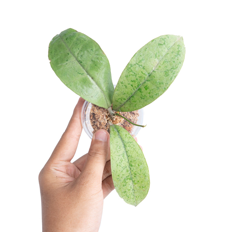 Hoya Forbesii Silver Sp. Borneo