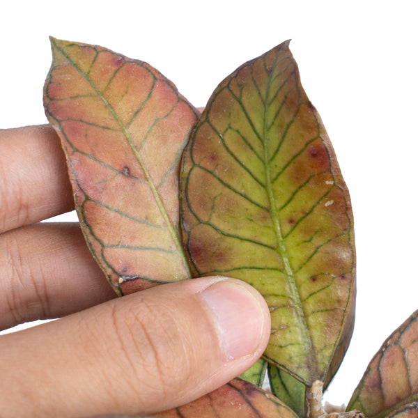 Hoya sp. gunung gading