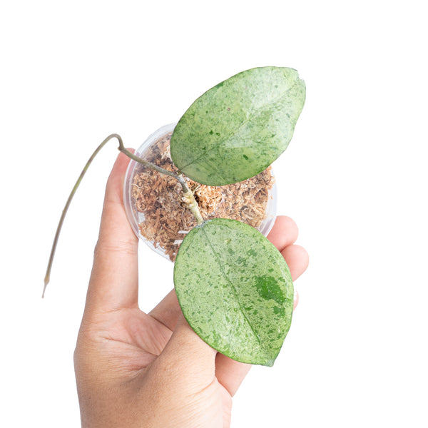 Hoya KSB 08 Silver – Aroid Market