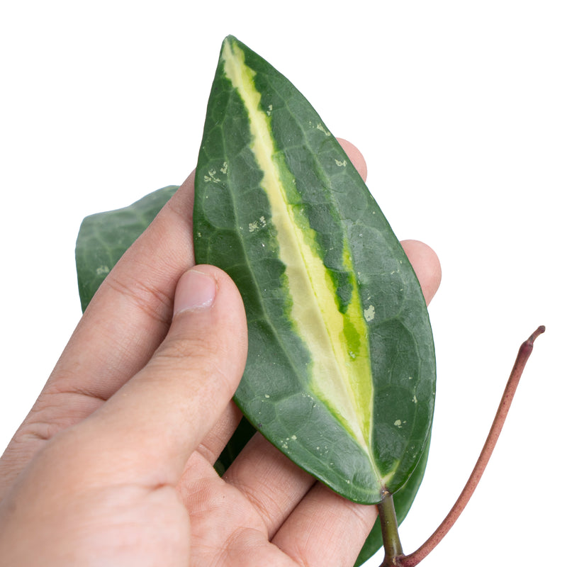 Hoya Latifollia Queensy