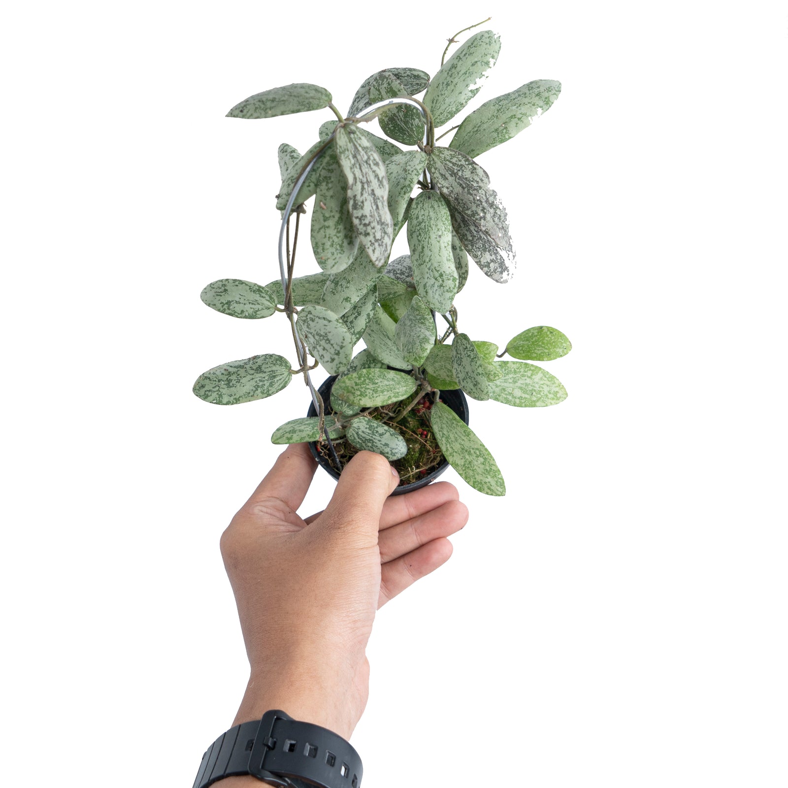 Hoya Sigillatis Silver VN-434 – Aroid Market