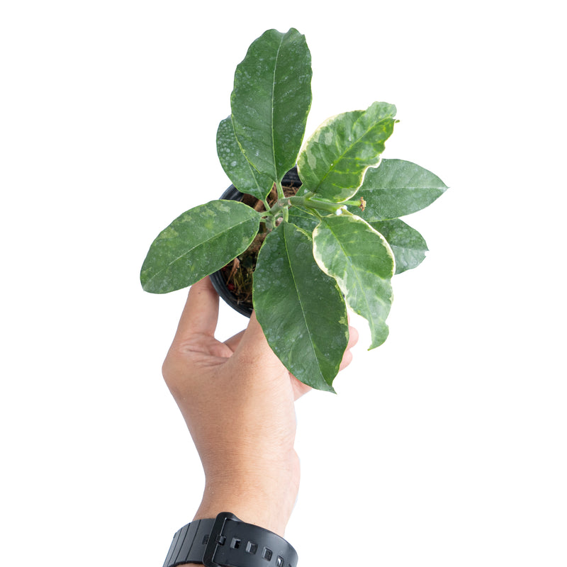 Hoya Multiflora Albomarginata