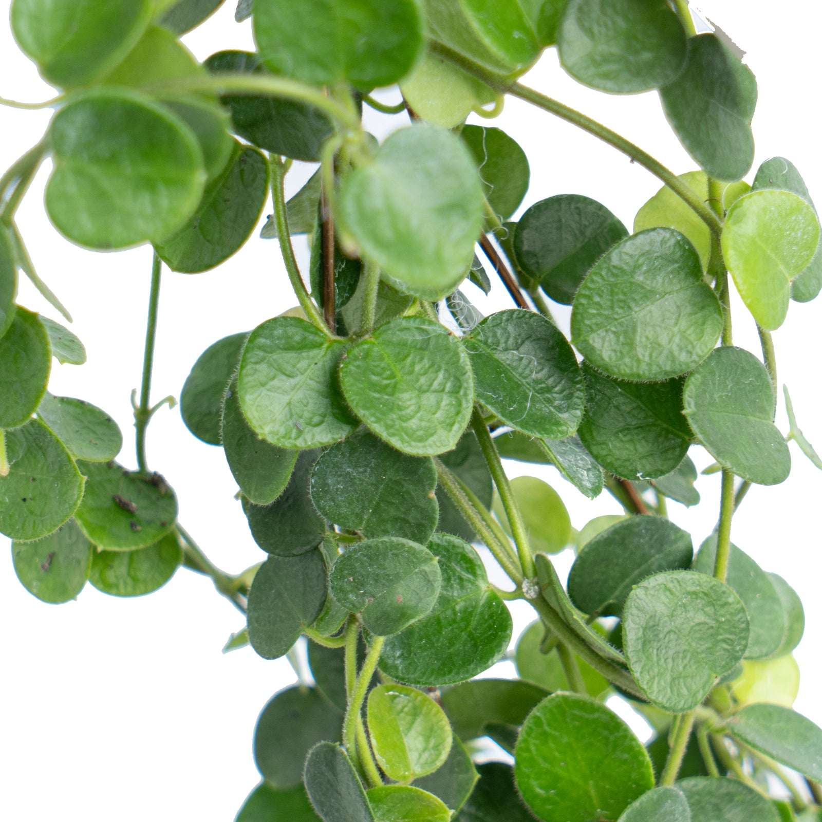 Hoya Im08 – Aroid Market