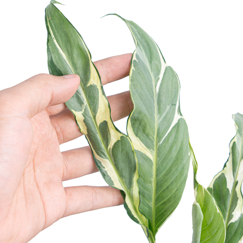 Spathiphyllum Hybrid Mutation Variegated