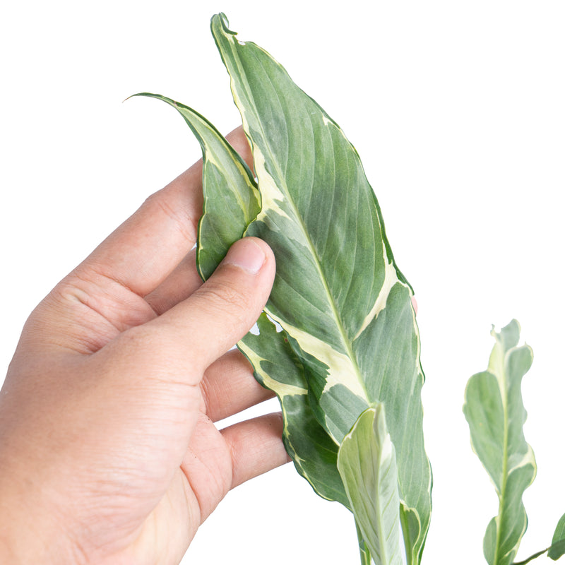 Spathiphyllum Hybrid Mutation Variegated