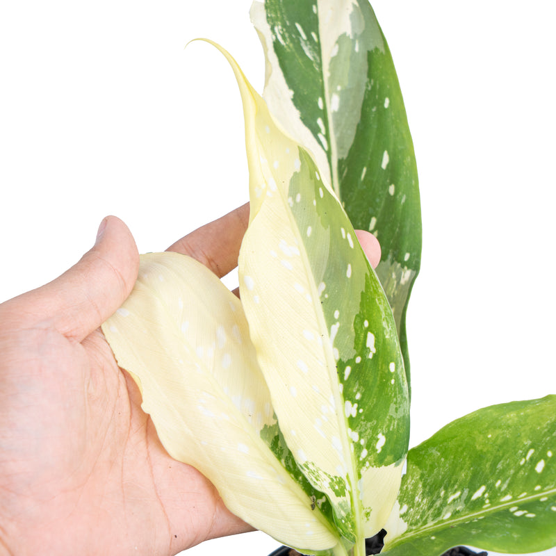 Dieffenbachia Narrow Albo Variegated