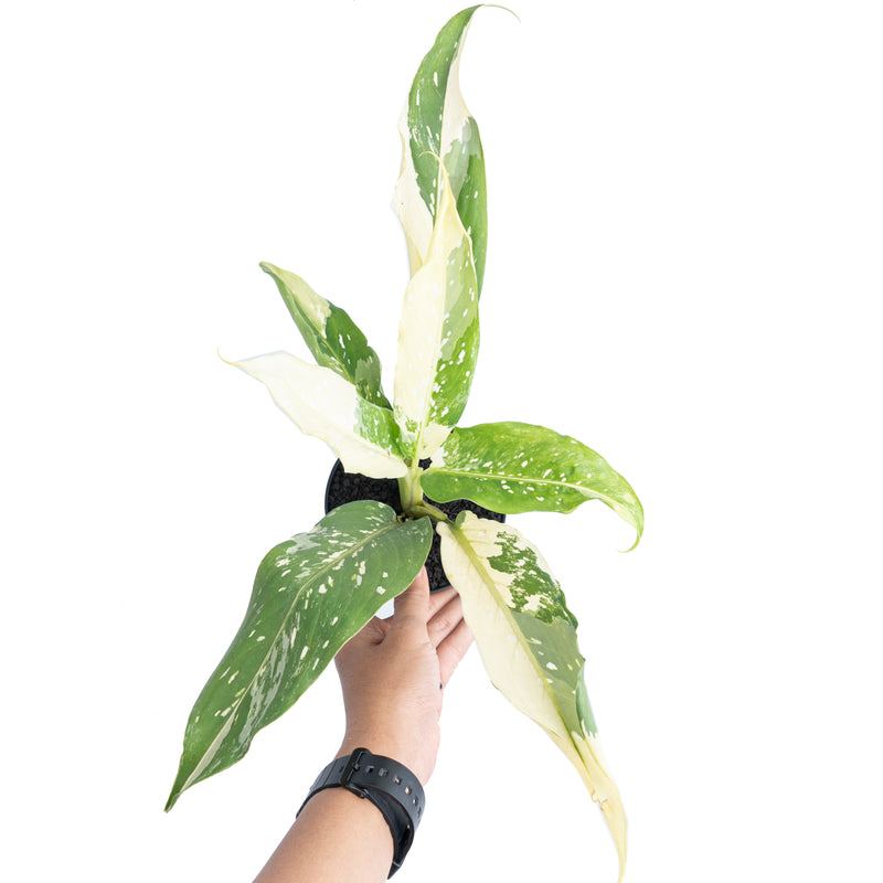 Dieffenbachia Narrow Albo Variegated