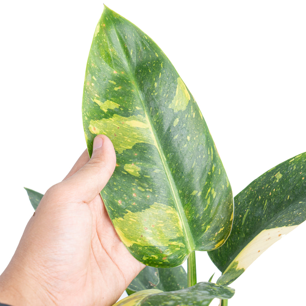 Philodendron Green Congo Marble Variegated – Aroid Market