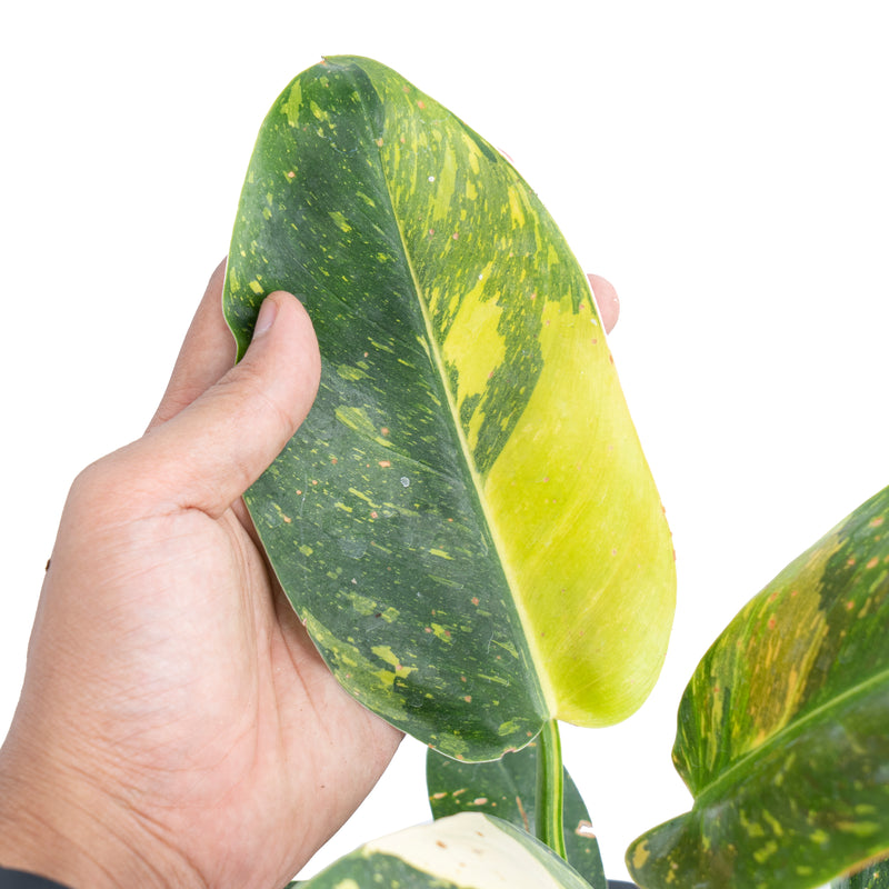 Philodendron Green Congo Marble Variegated