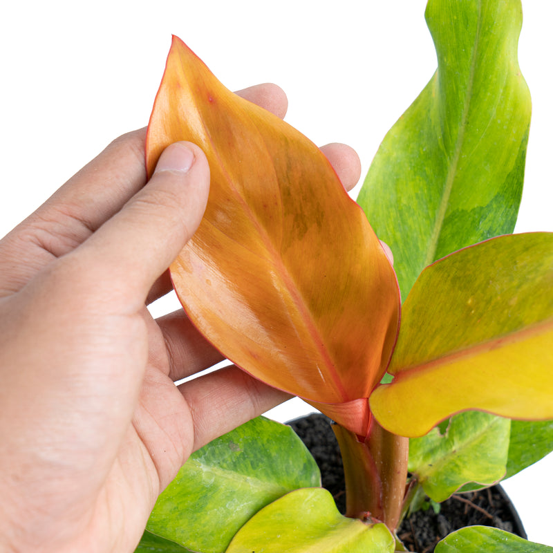 Philodendron orange marmalade Variegated