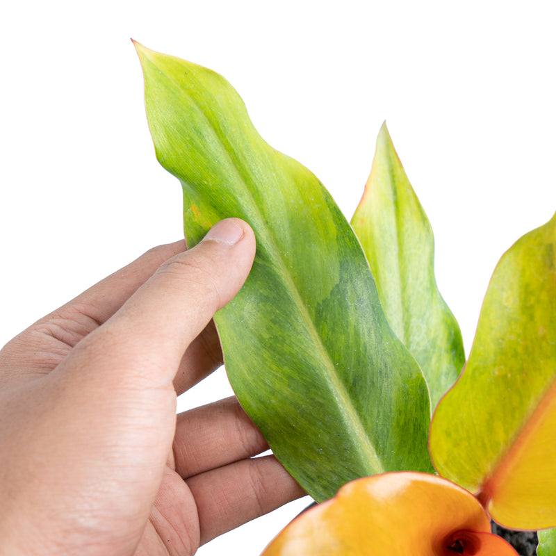 Philodendron orange marmalade Variegated