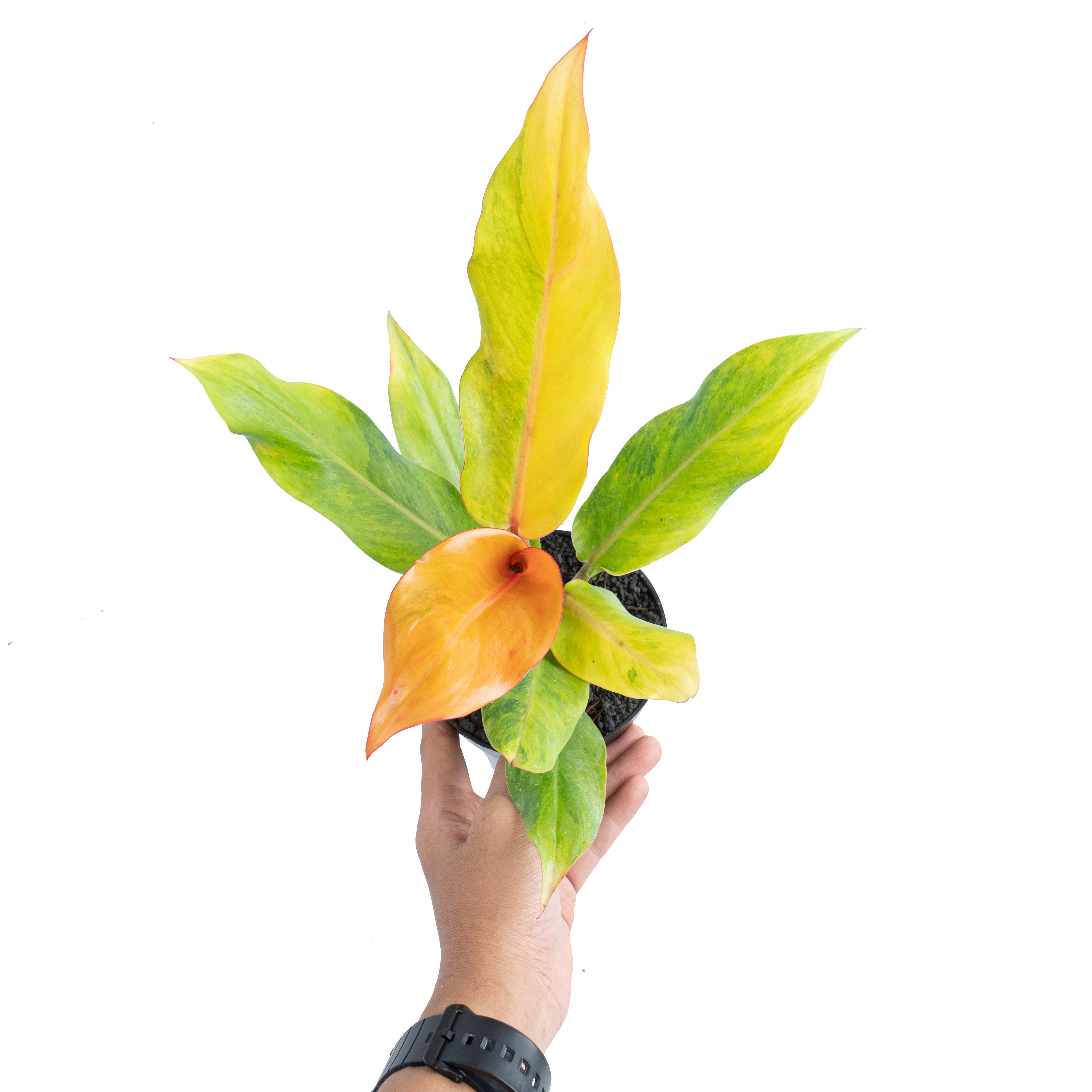 Philodendron orange marmalade Variegated