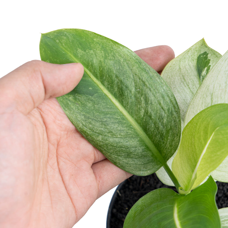 Dieffenbachia Round Leaf Albo Variegated