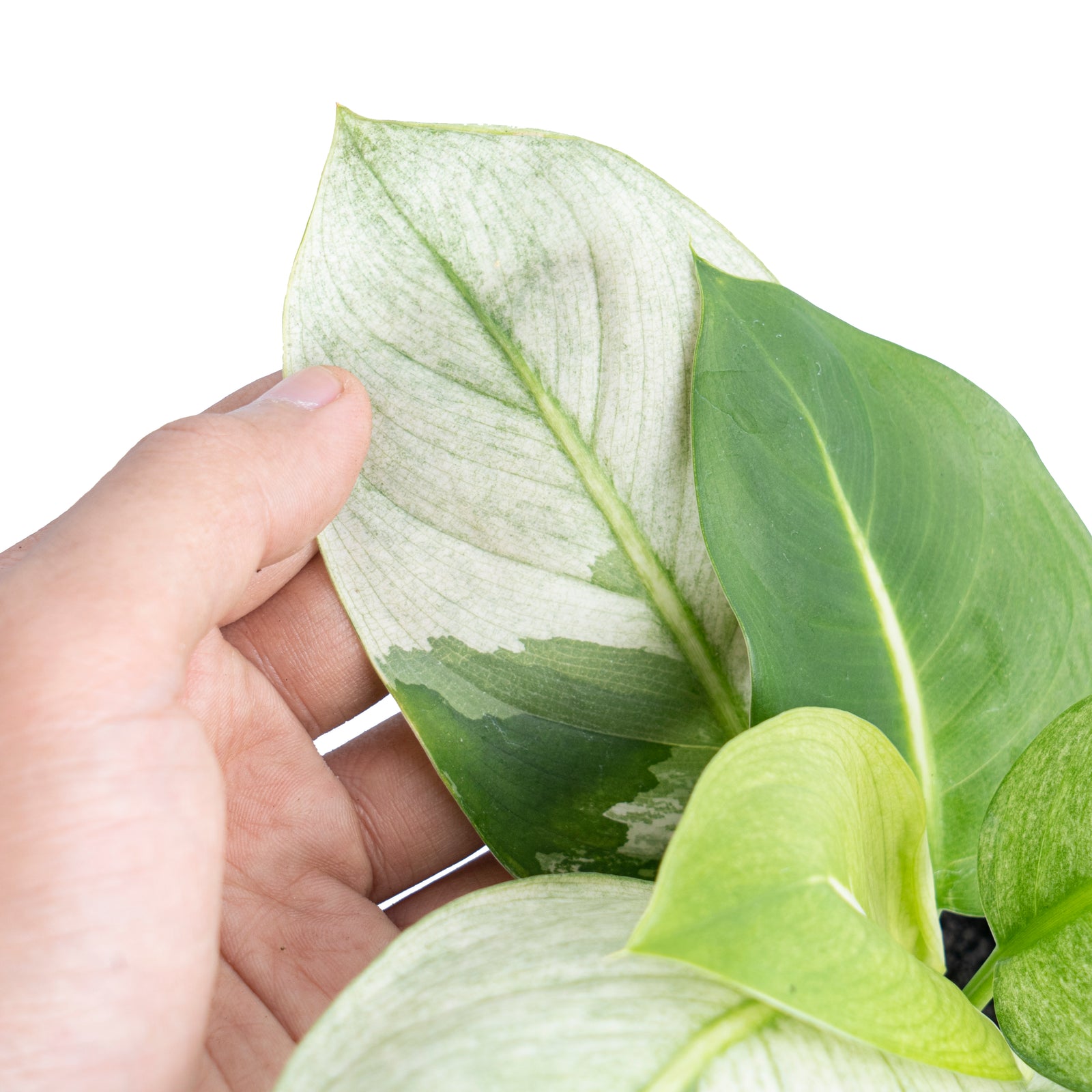 Dieffenbachia Round Leaf Albo Variegated – Aroid Market