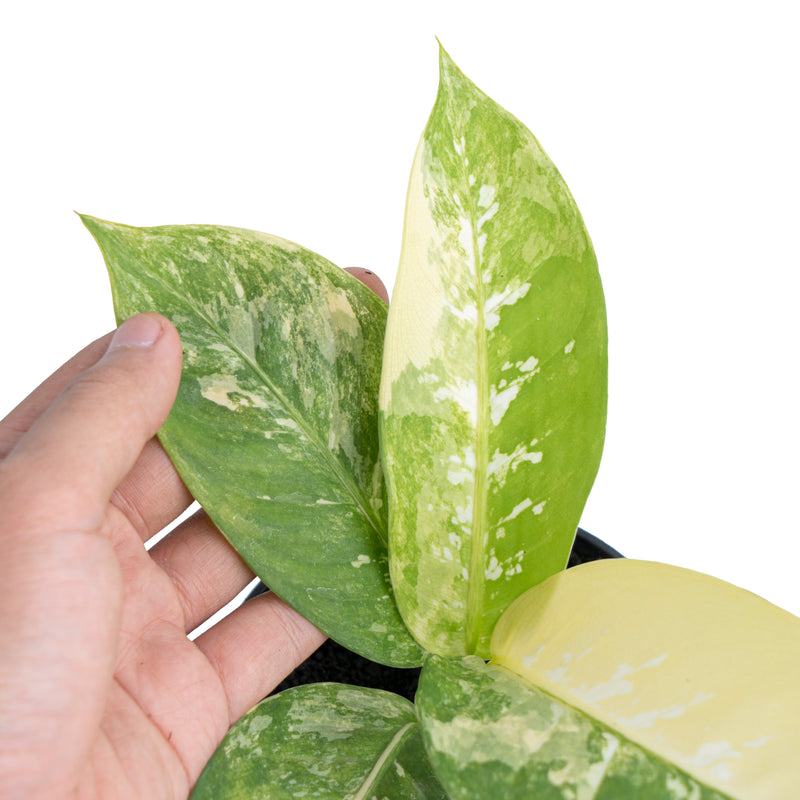 Dieffenbachia Aurea Variegatad