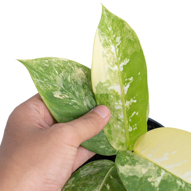 Dieffenbachia Aurea Variegatad