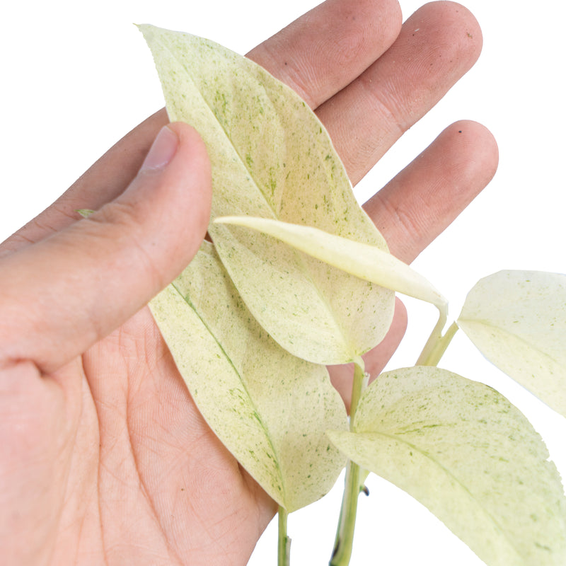 Monstera laniata mint variegated