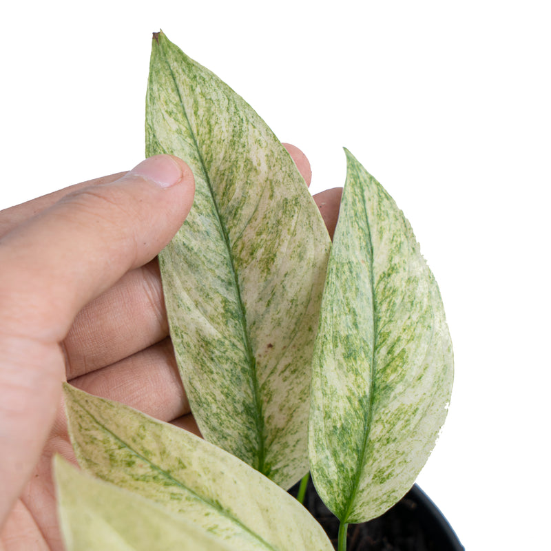 Monstera laniata mint variegated