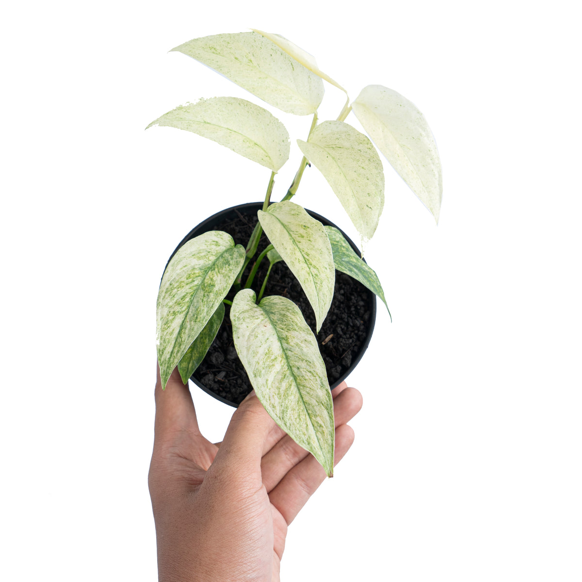 Monstera laniata Mint variegated *Preorder* (7160P:G) Acclimated (In-Stock)