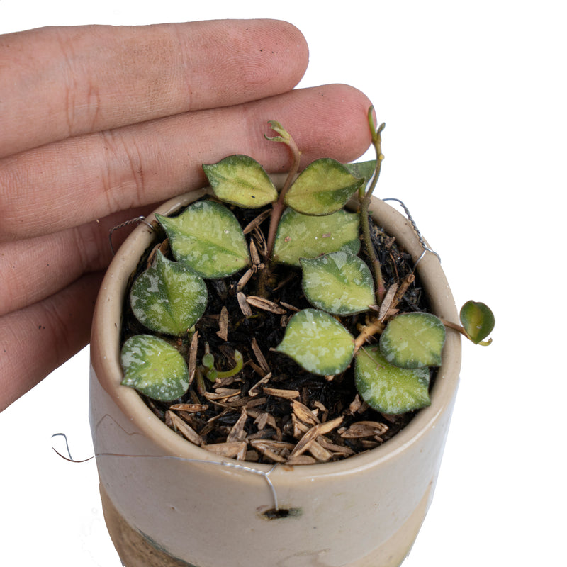 Hoya Curtisii Variegated