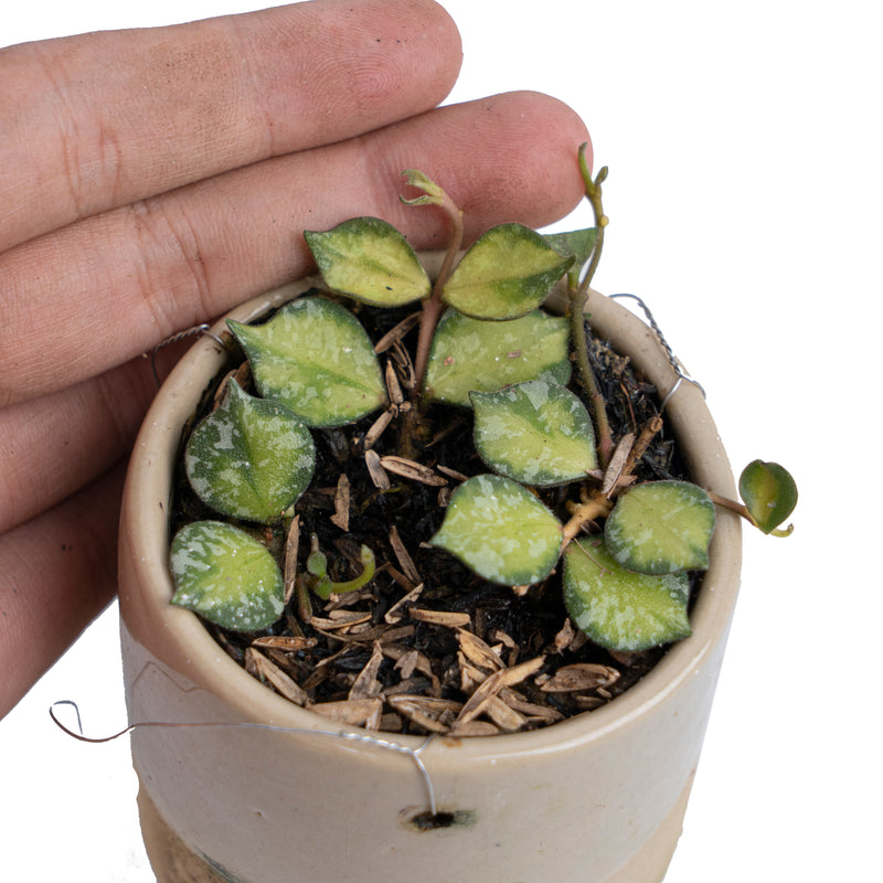 Hoya Curtisii Variegated