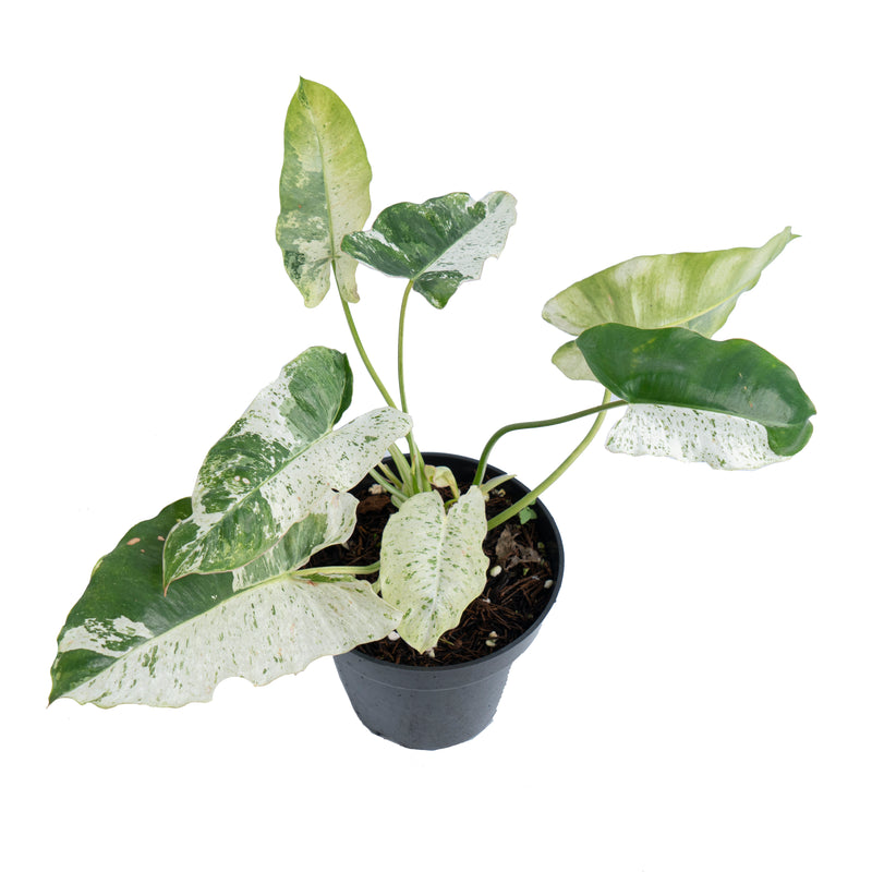 Philodendron Burlemax Snow White Variegated