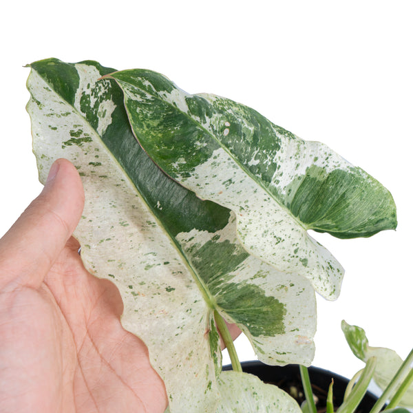 Philodendron Burlemax Snow White Variegated