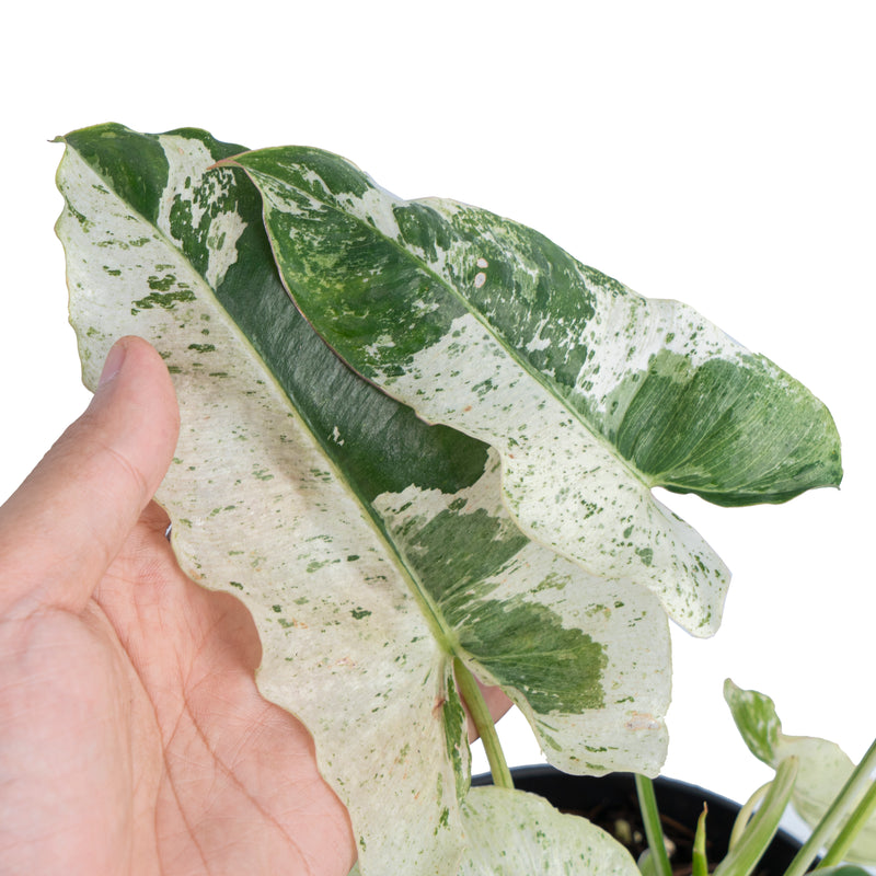 Philodendron Burle marx snow white variegated