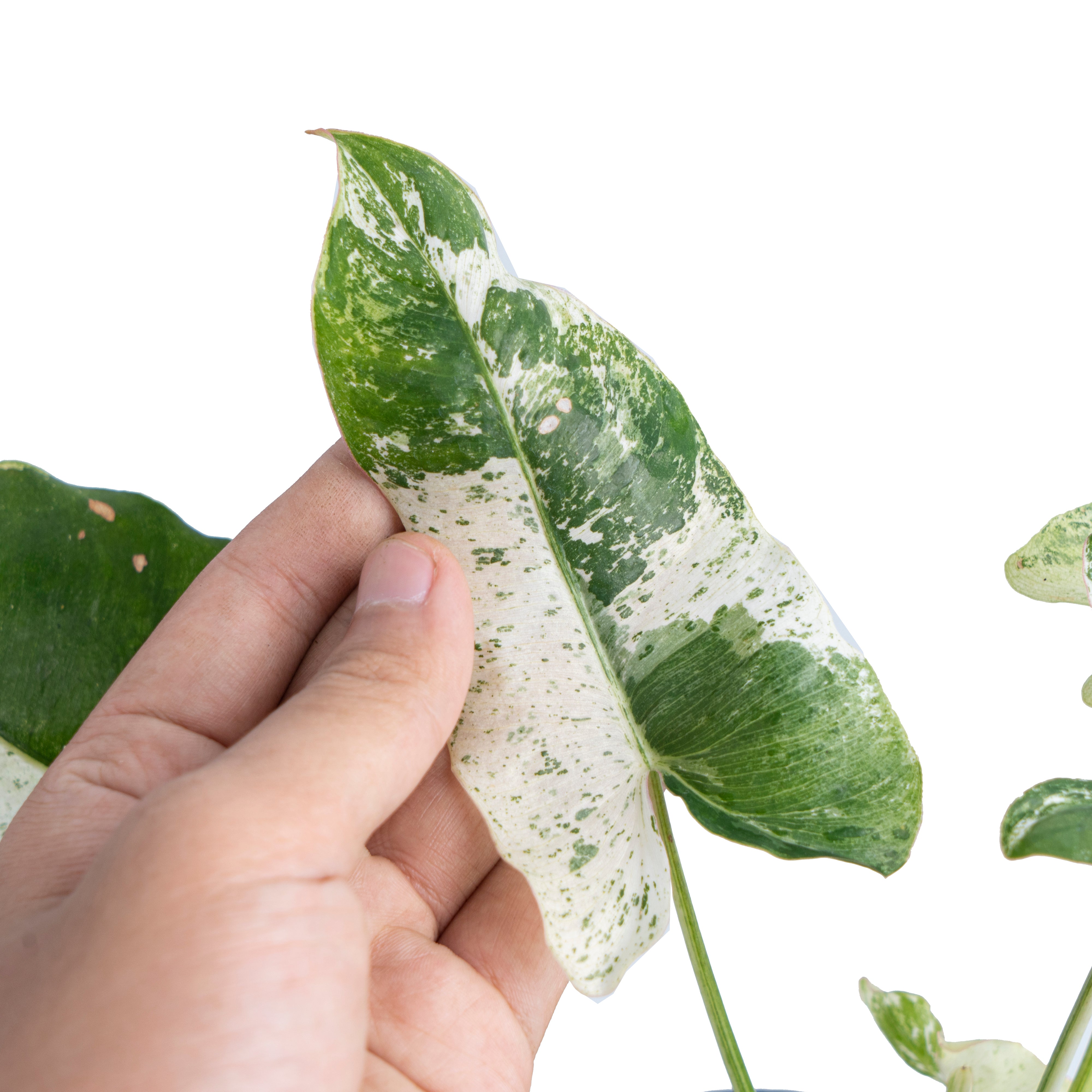 Philodendron Burle marx snow white variegated