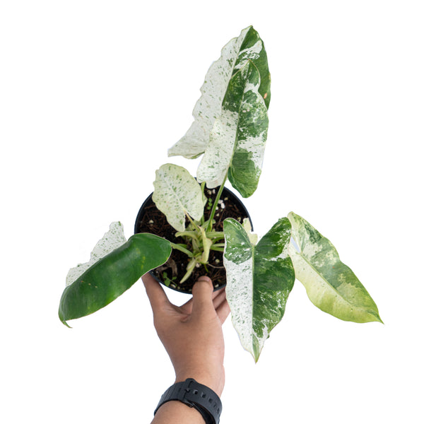 Philodendron Burlemax Snow White Variegated