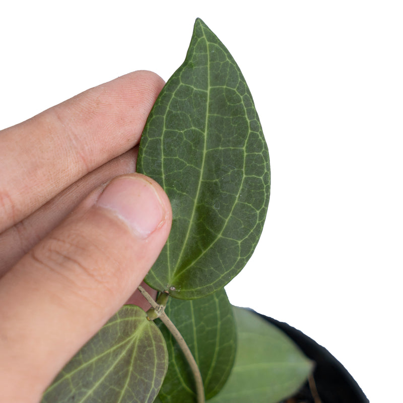 Hoya Nicholsoniae Sp Sulawesi