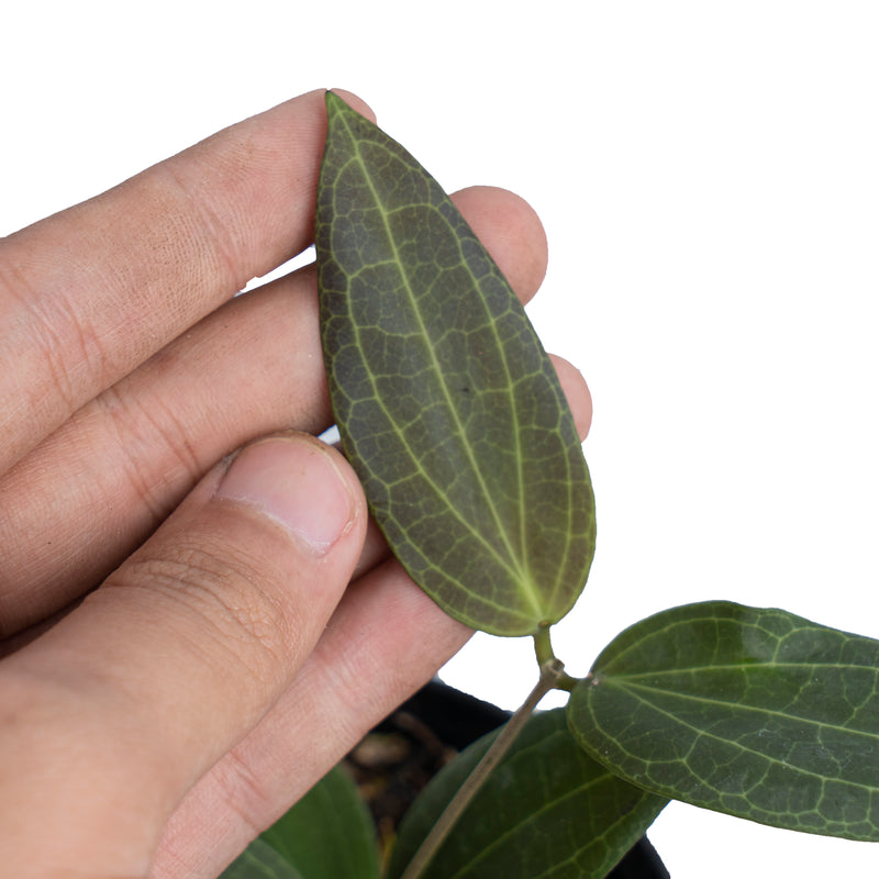 Hoya Nicholsoniae Sp Sulawesi