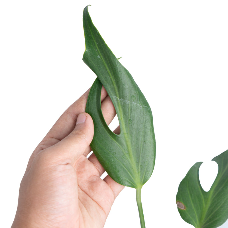 Monstera Burlemarx Flame