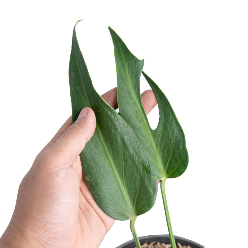 Monstera Burlemarx Flame