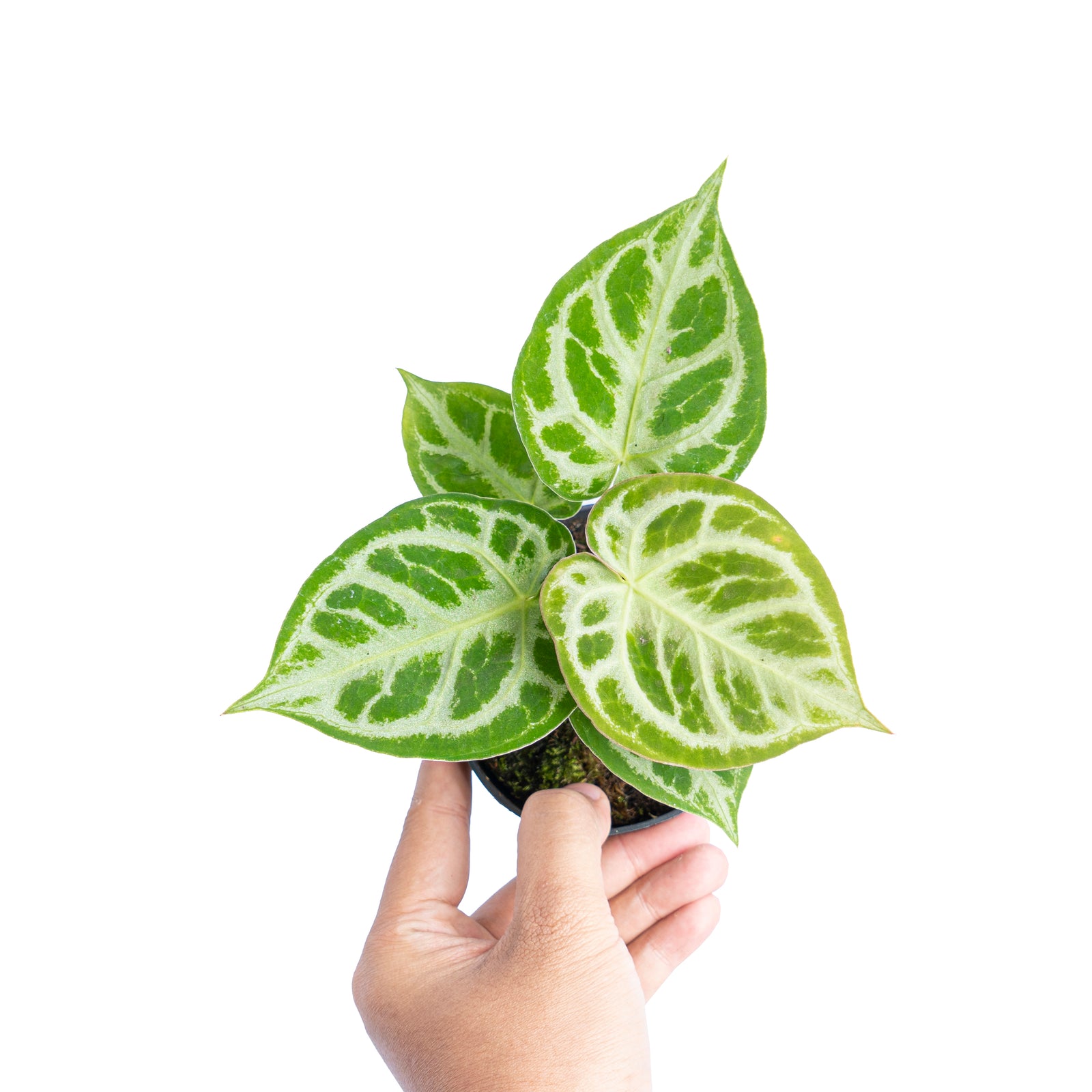 LHS0709_1600x.jpg?v=1694680595