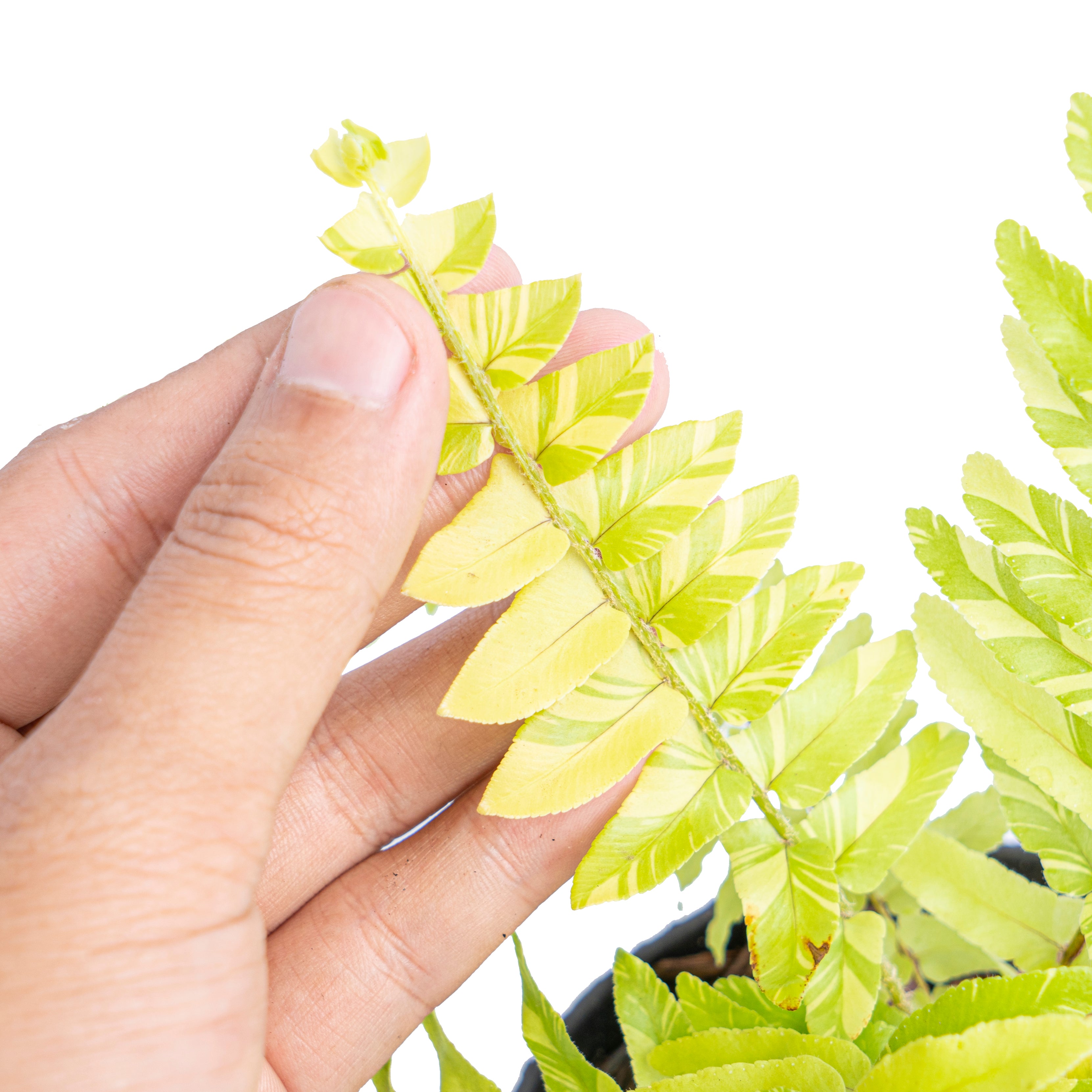 Nephrolepis exaltata variegated - Aroidmarket