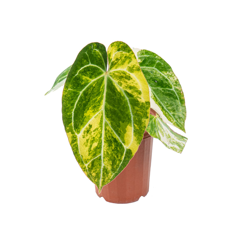 Anthurium crystallinum variegated