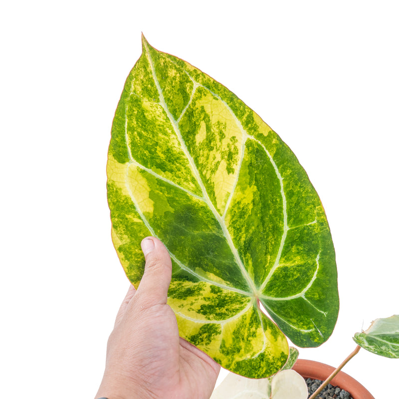 Anthurium crystallinum variegated