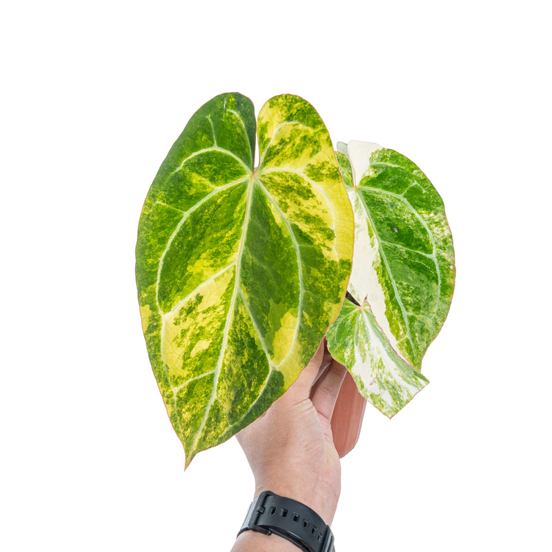 Anthurium crystallinum variegated