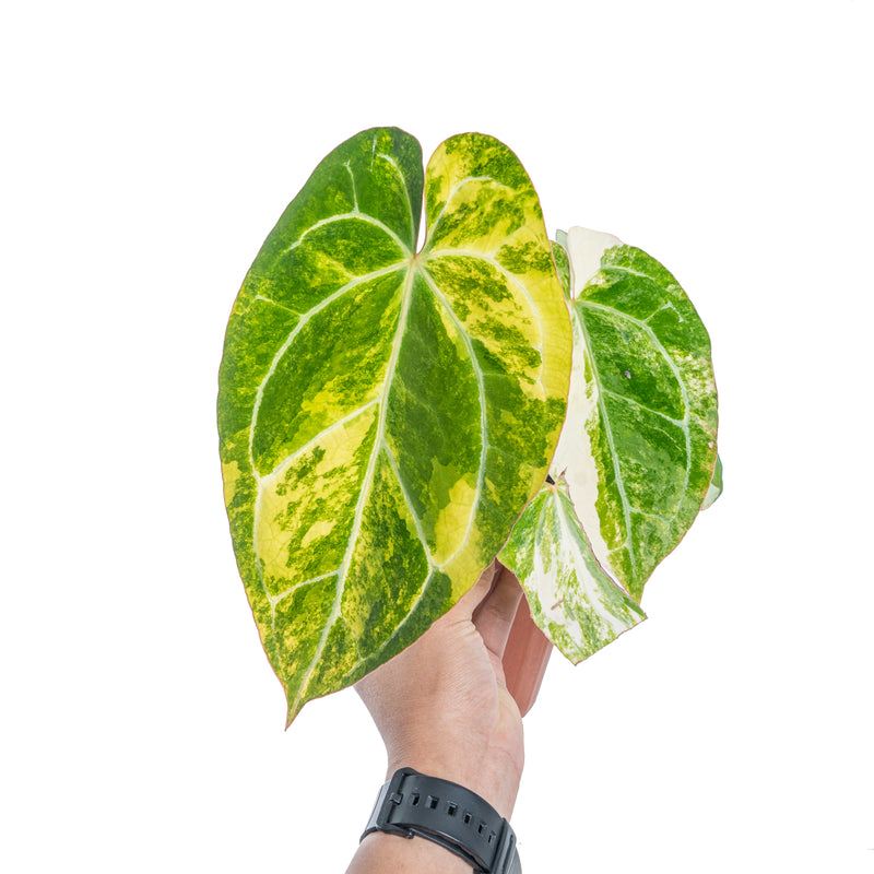 Anthurium crystallinum variegated