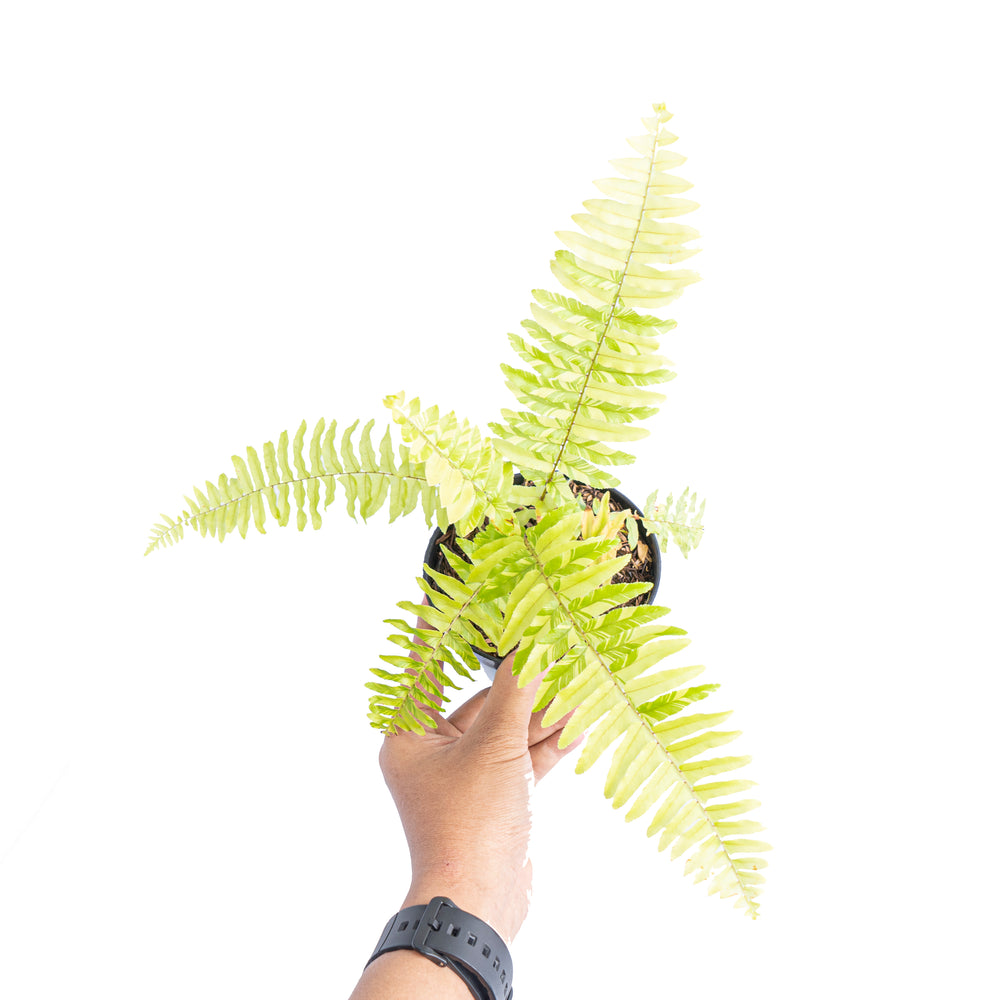 Boston Fern (Nephrolepis exaltata) 11 Nephrolepis exaltata variegated 'Boston fern'