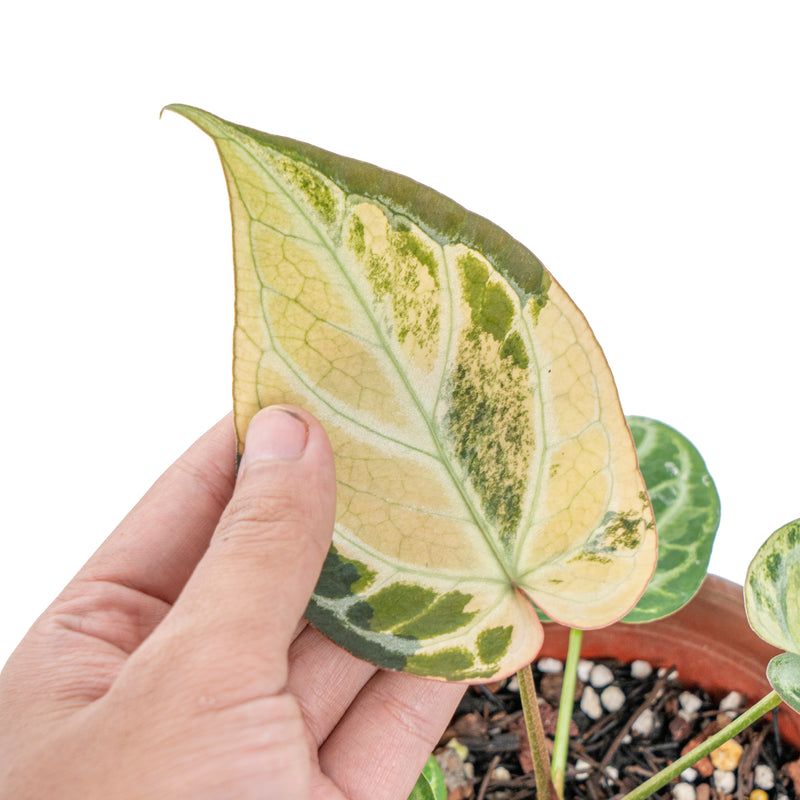 Anthurium silver blush variegated